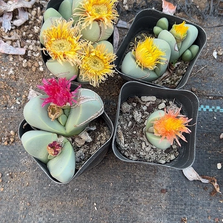 4盆金玲玉，一物一拍带盆