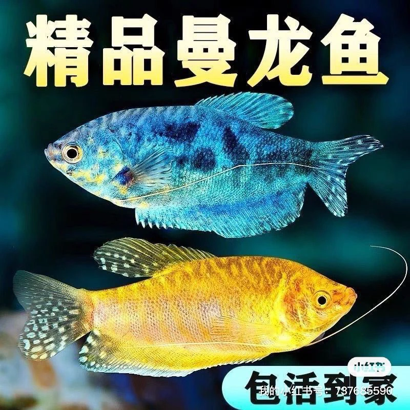 五彩曼龙鱼热带观赏鱼珍珠马甲好养耐活不用打氧