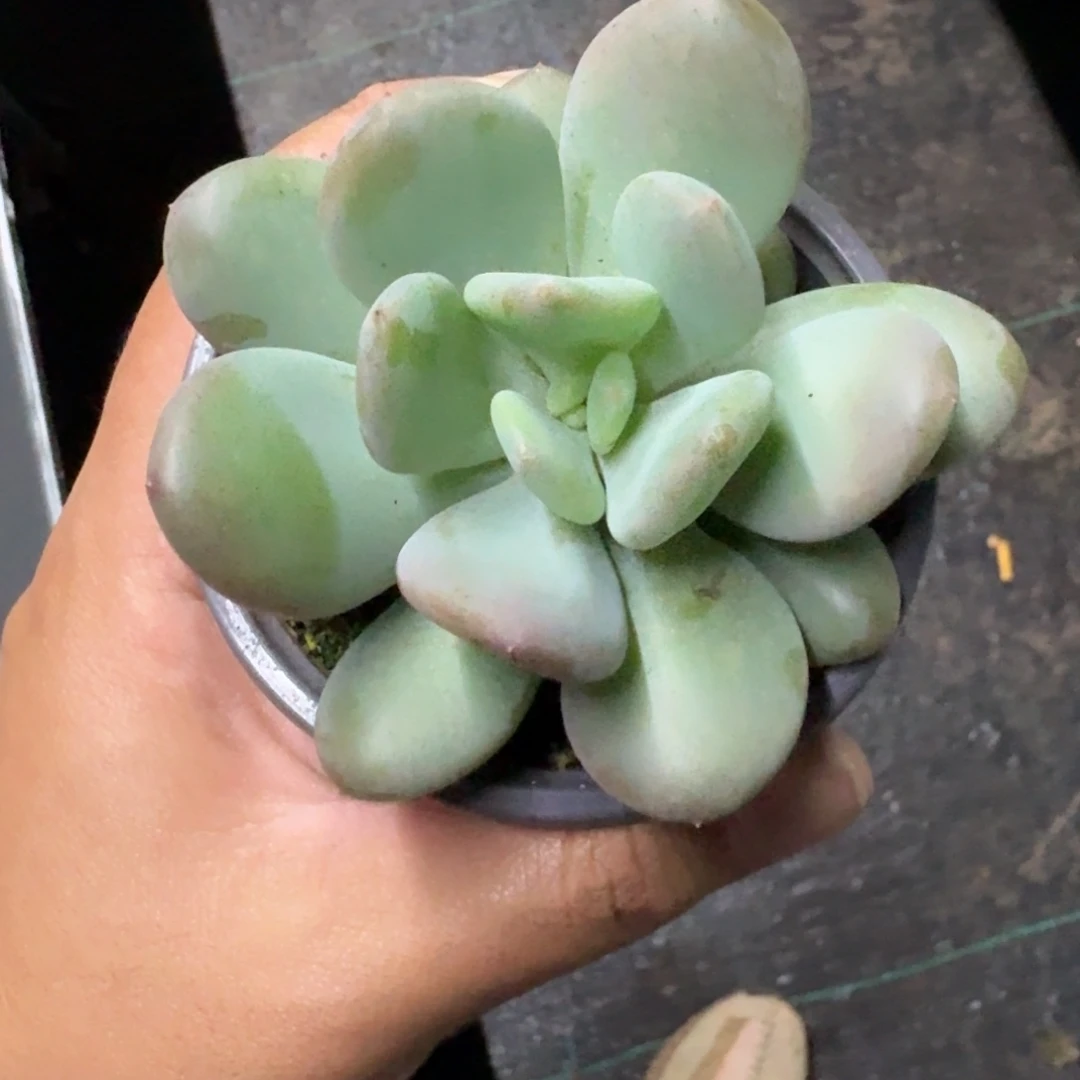 X系列美人新品  一物一拍