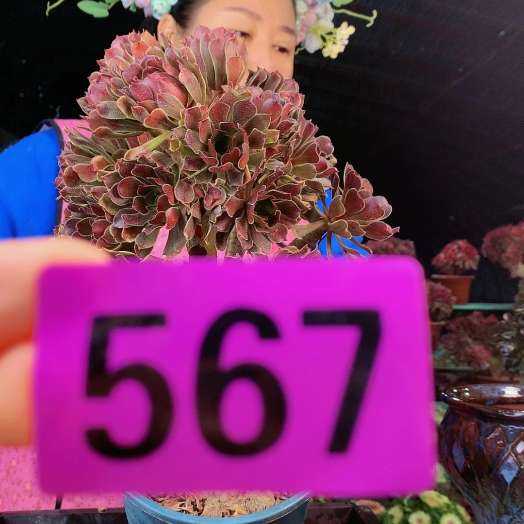 sssssssssssssssssssss567