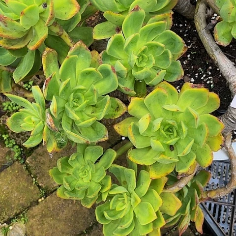 线**白花蝴蝶群25035