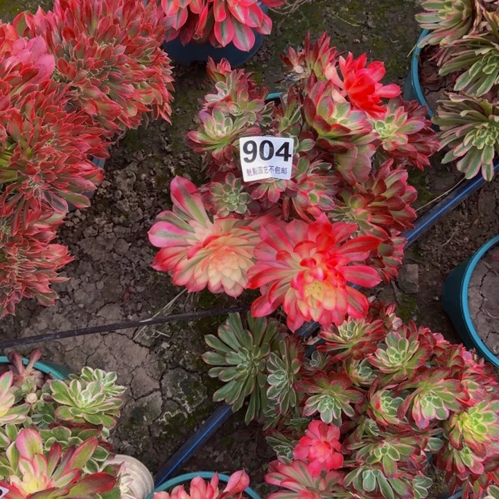 十万加29-30包邮花花