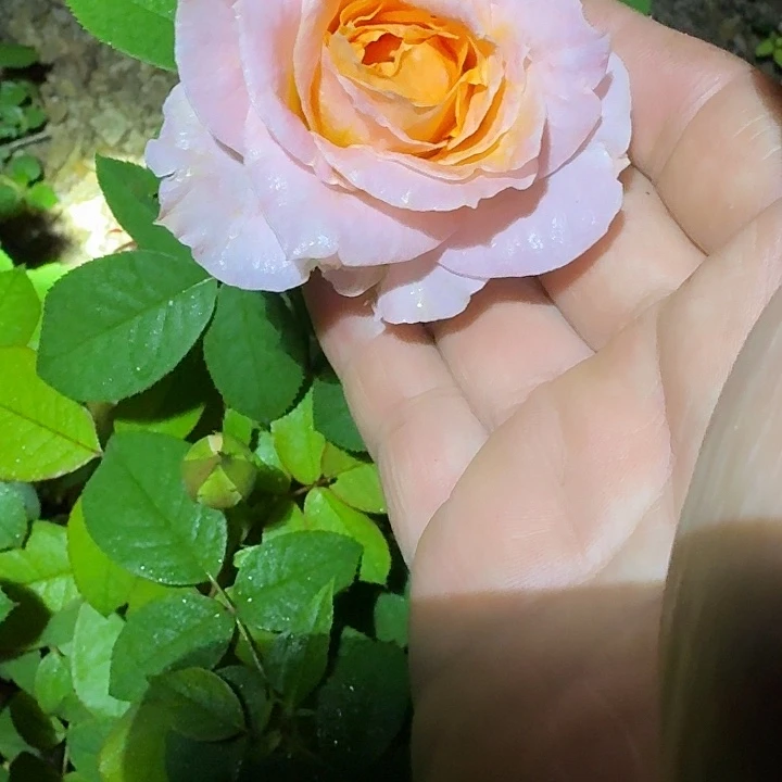 无花朵蜜桃乔治小苗