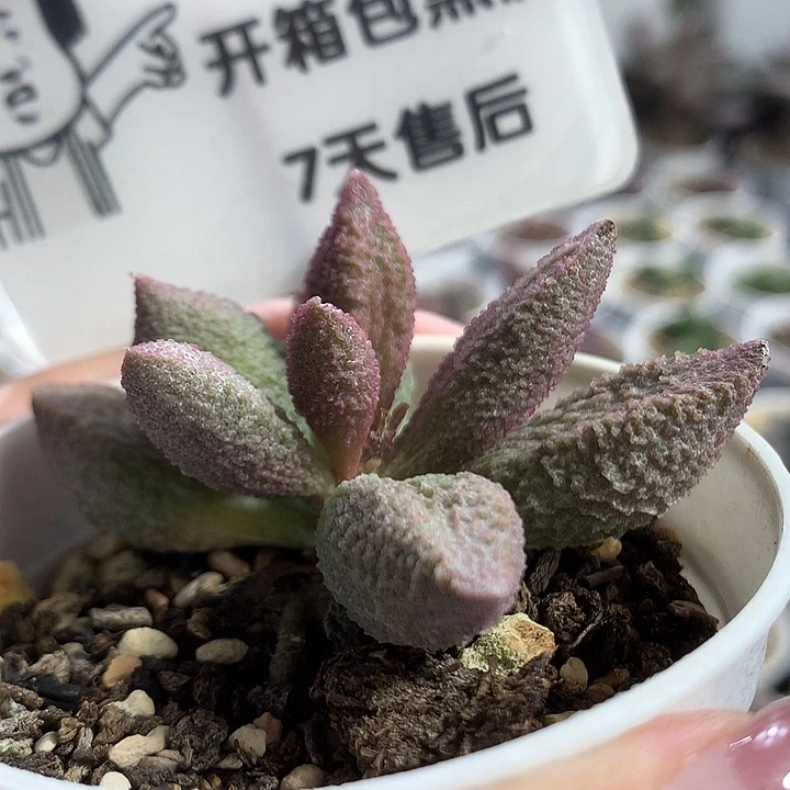 A7410 专拍专拍专拍
