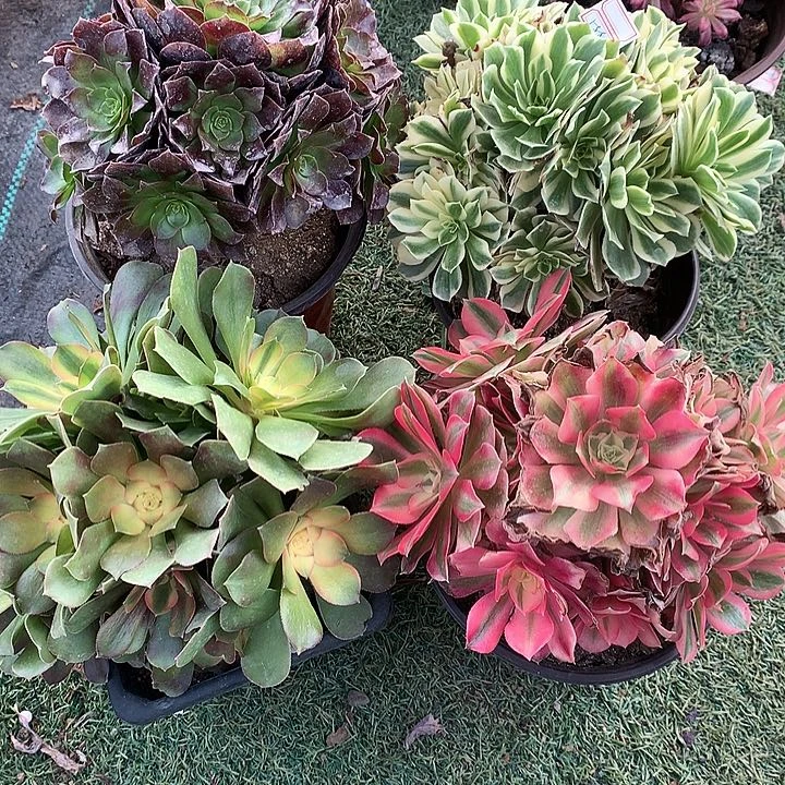 588四颗多肉植物