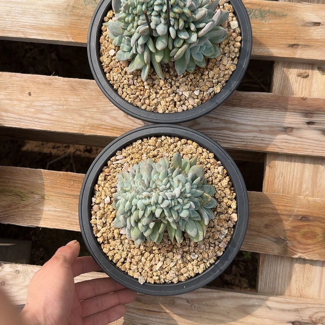 菲***菲星影树缀无砍多肉