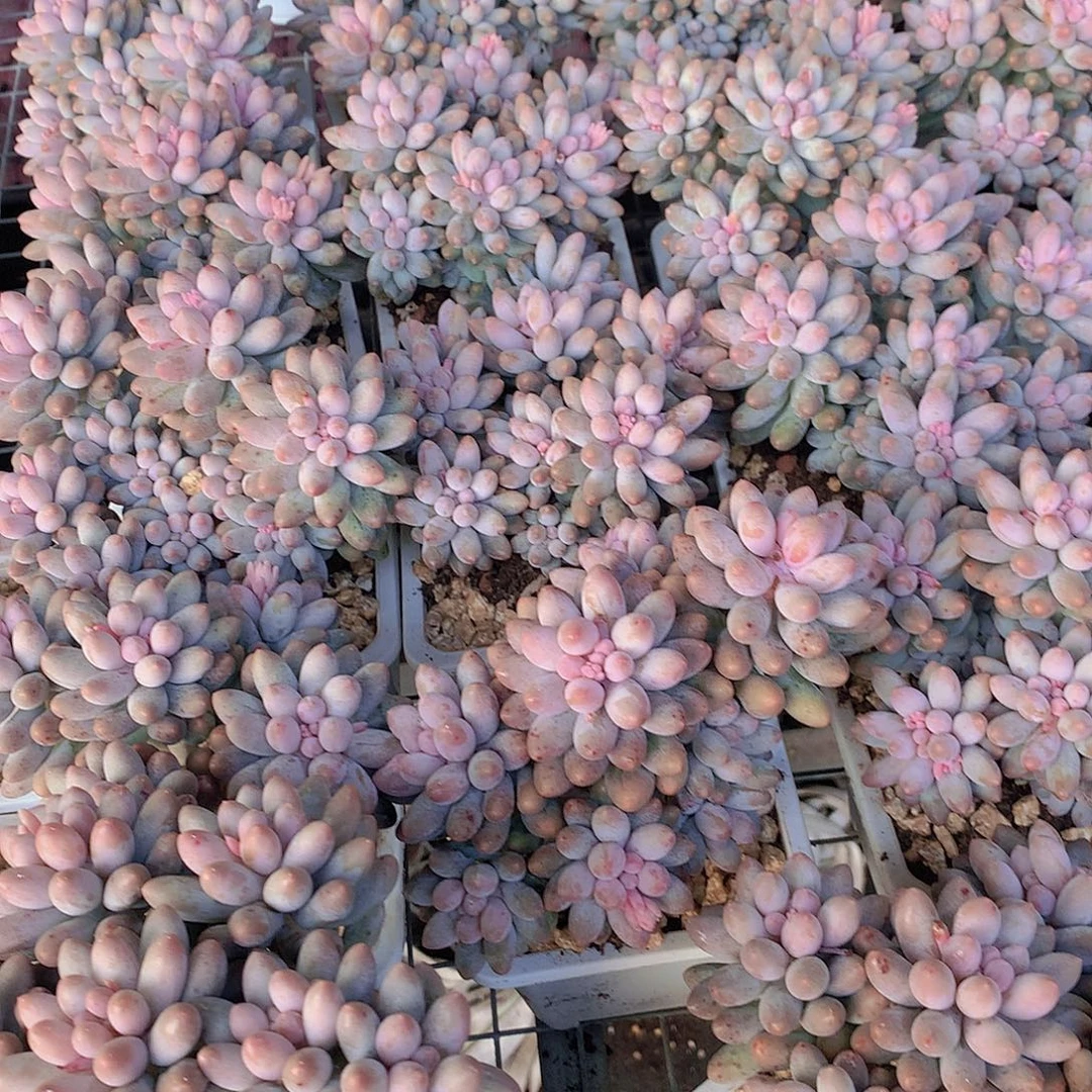 樱花奶大号456789999000