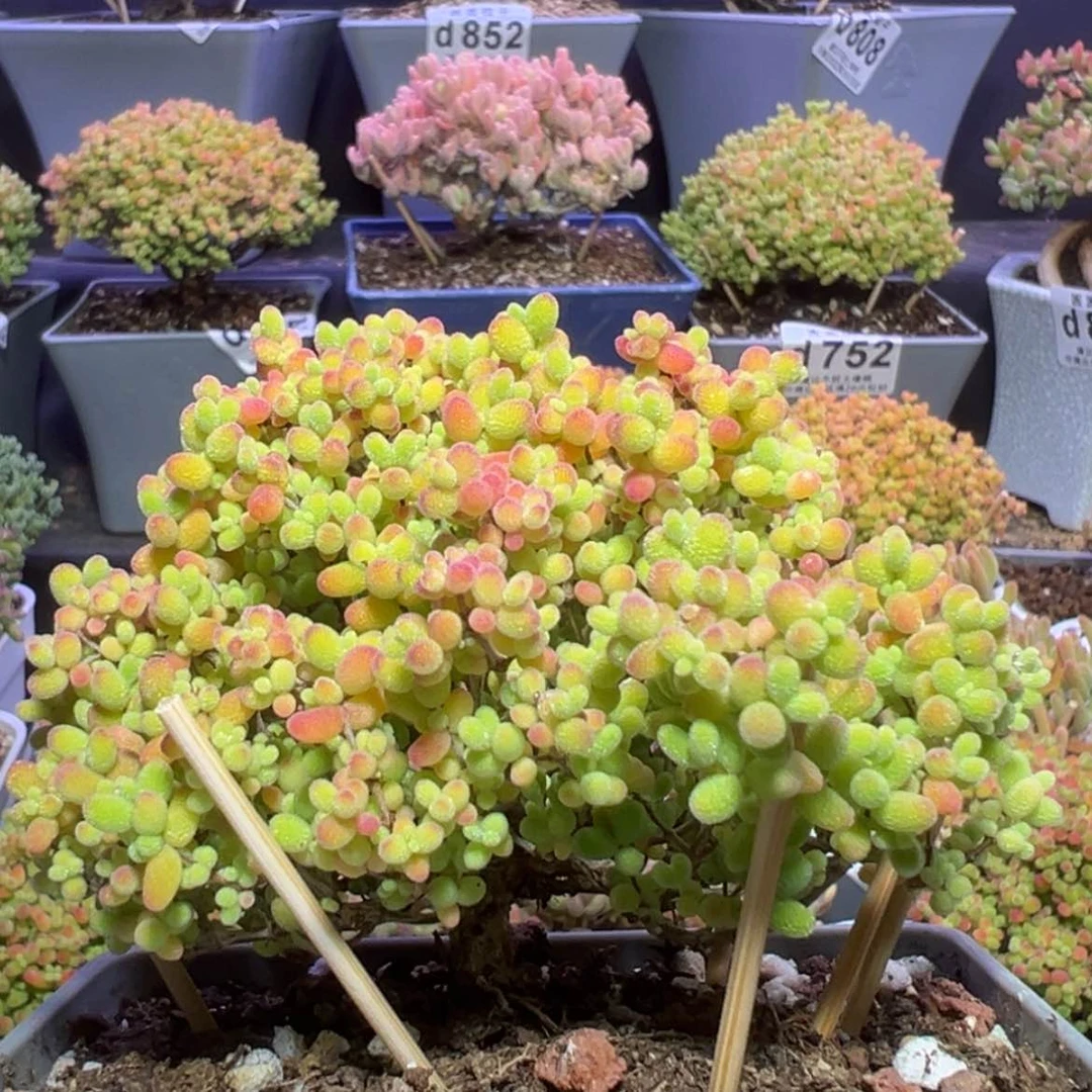 【闪购商品】d737老桩蜜橘糖球冠幅9cm