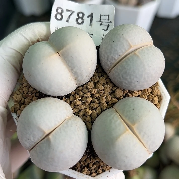 8781四年高尔夫4个3cm左右