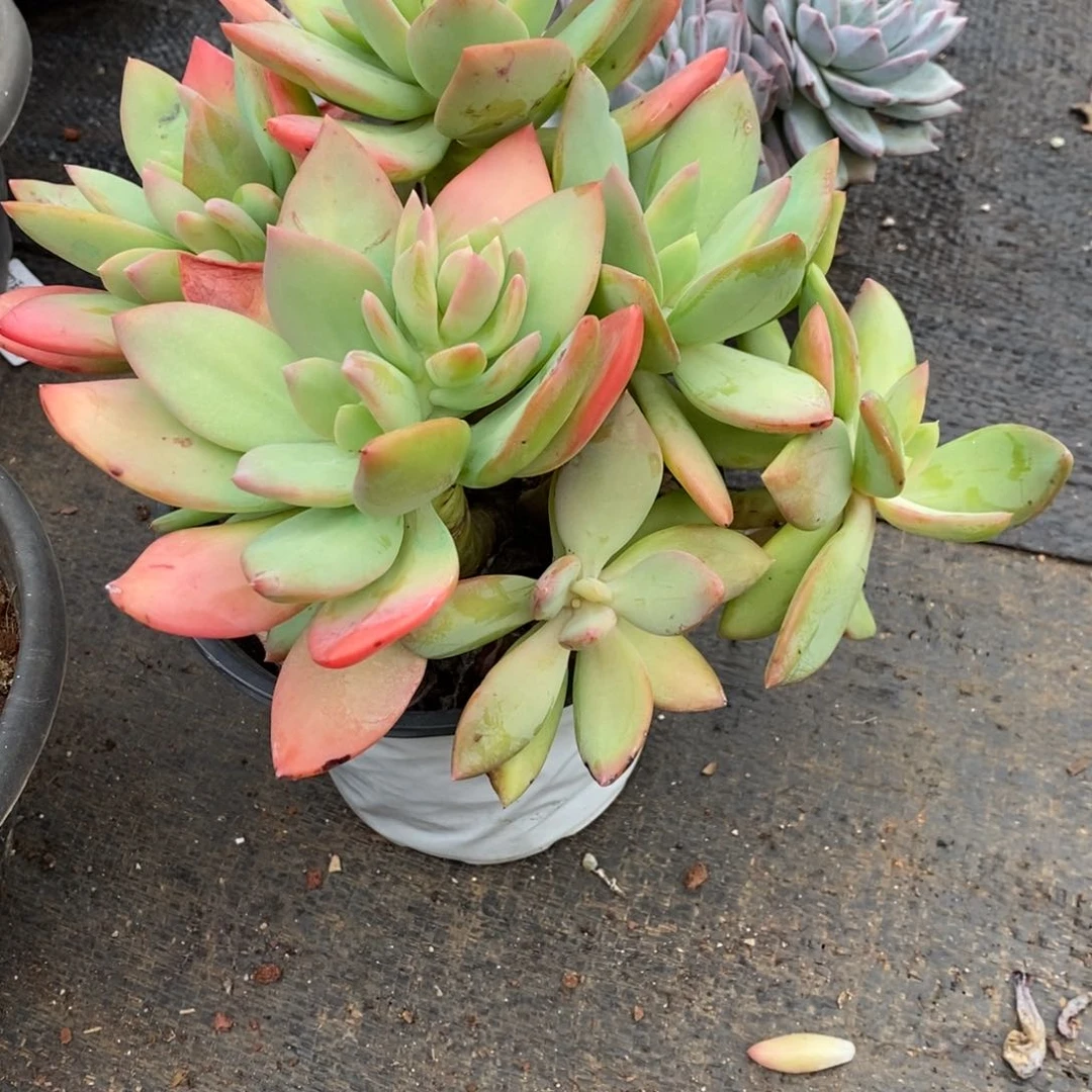 两单包邮1102-111芒果美人