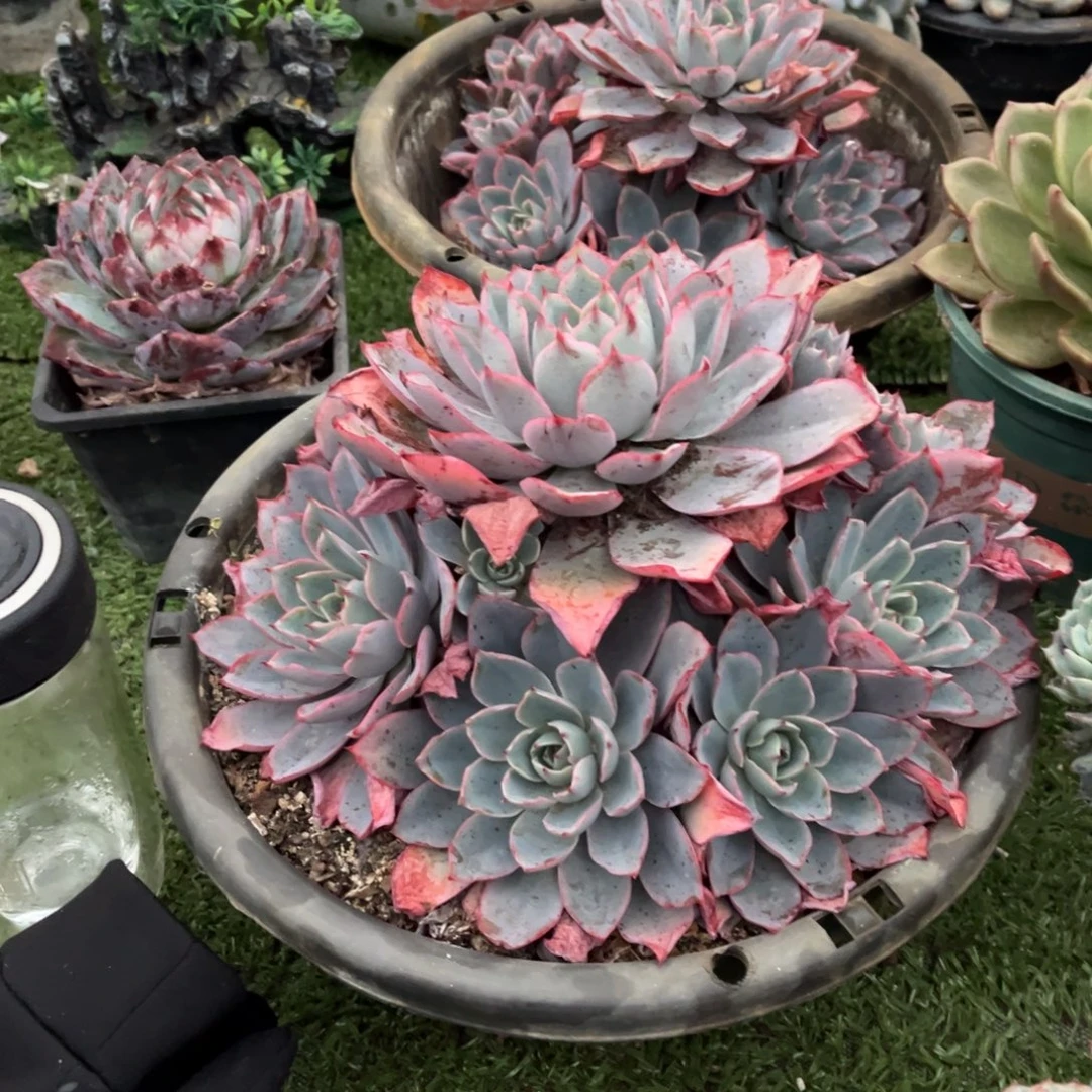 赫拉大群官服25厘米