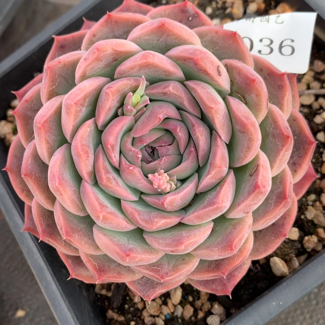 5036有叶伤杂交多肉植物