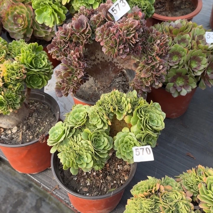 杨***姐多肉植物两棵570573