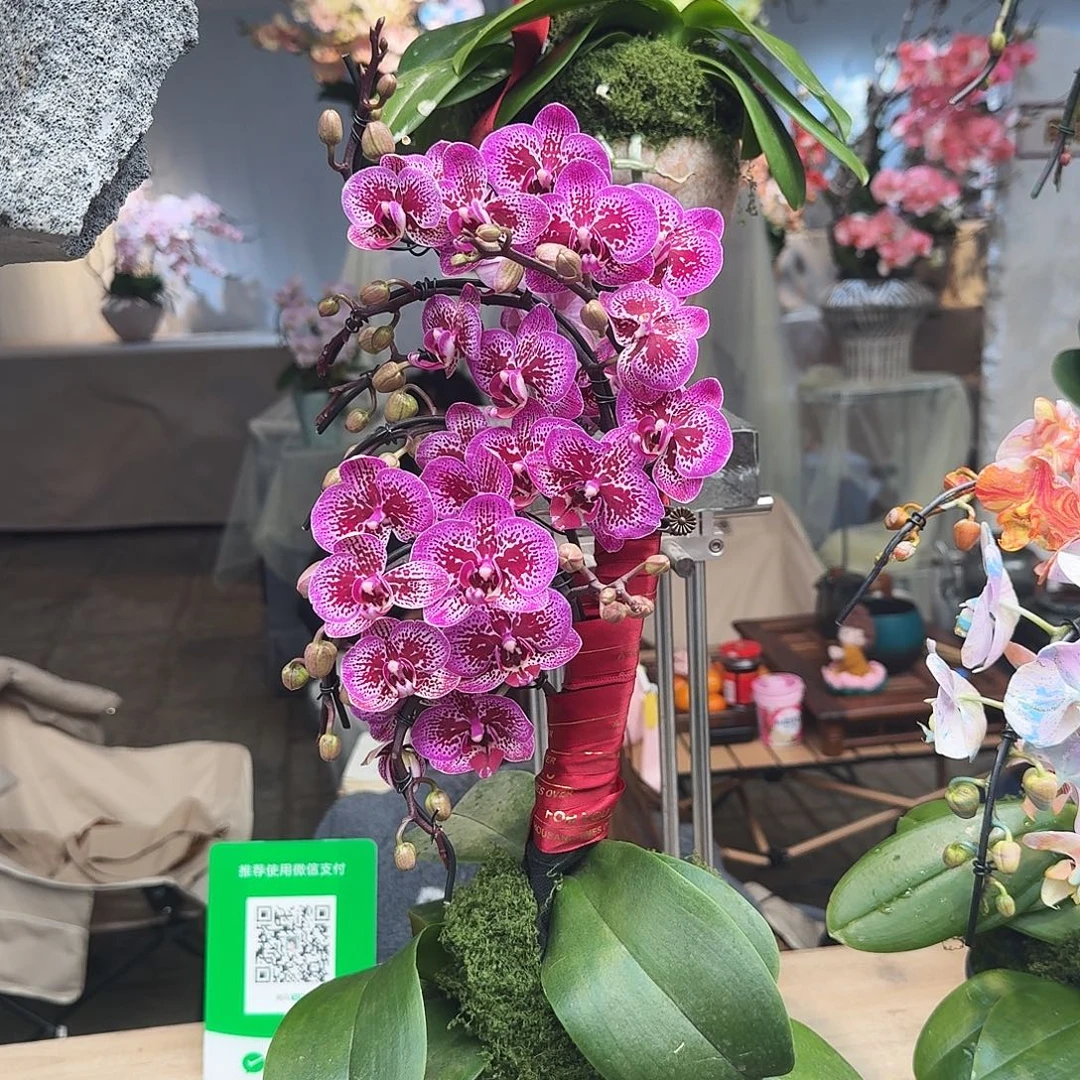 完全开放一物一拍