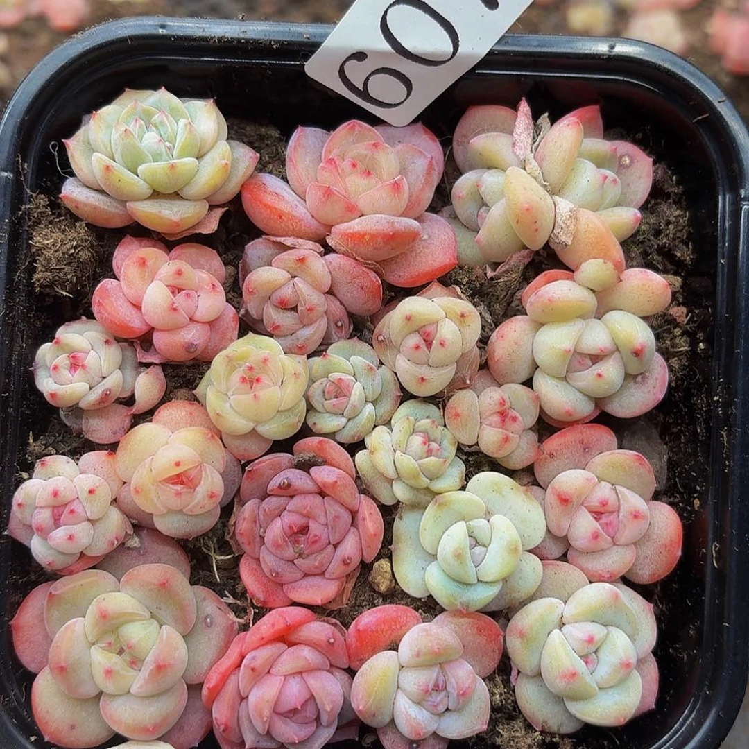 多肉植物多肉植物607