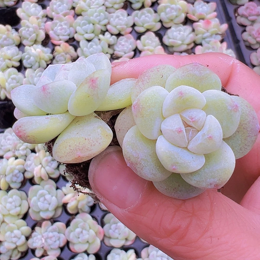 穴盘果冻冰玉5颗19包邮