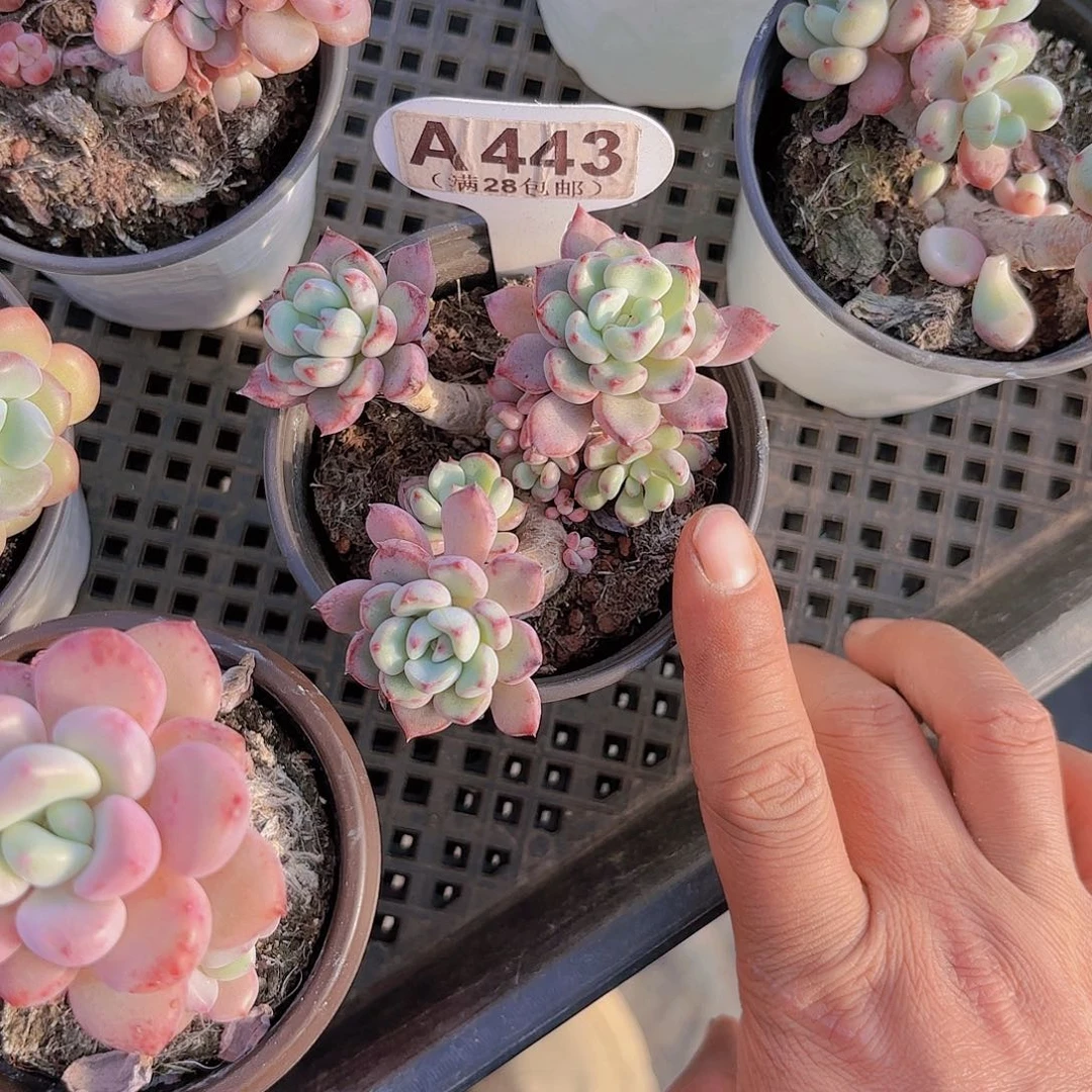 A443不知名一物一拍