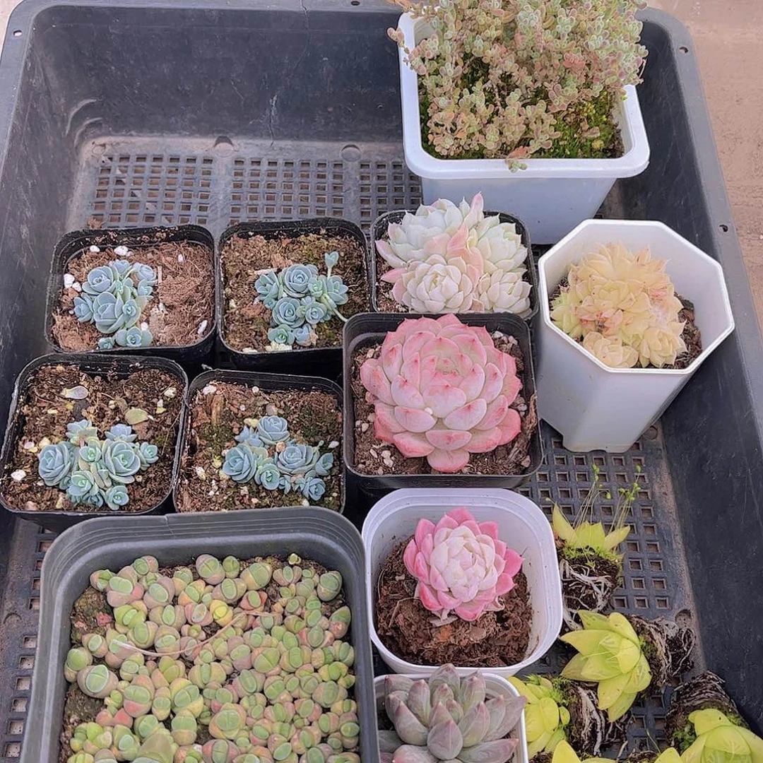 多肉325多肉植物