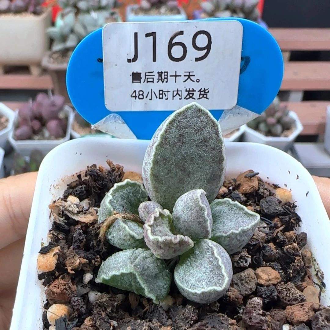 鲍鱼。     169。