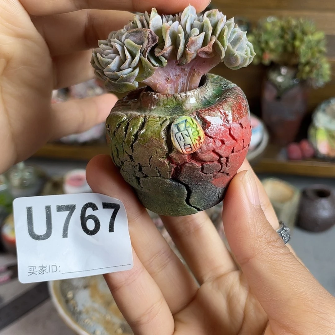 小白孤品 不含肉 内口 2百搭