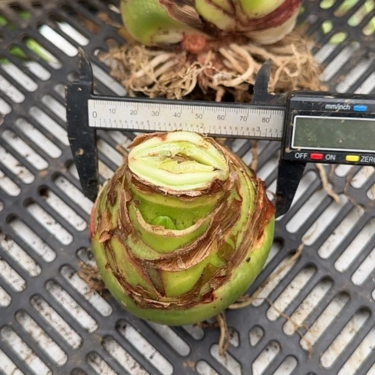 甜蜜妮芙8/9厘米包对版