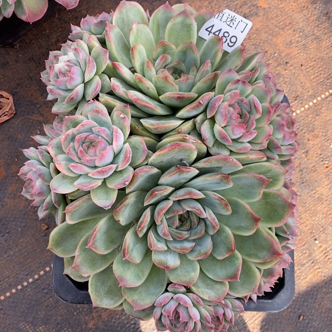 淡***心生日福利九折4489~20厘米