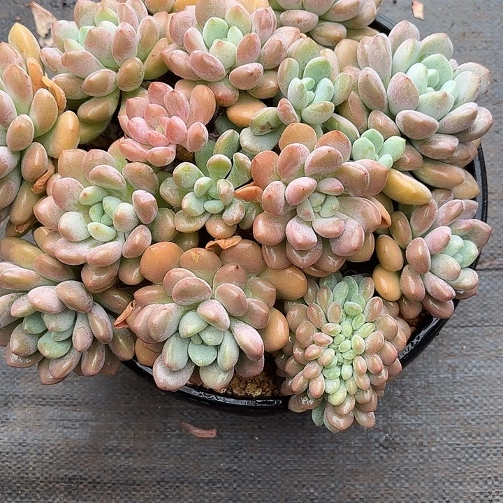 多肉植物一物一拍