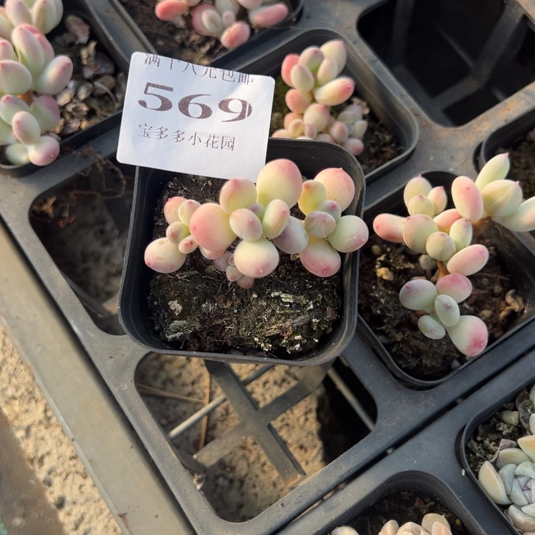 要****569号三日月美人到手1颗量拍多肉满18元包邮下午发货