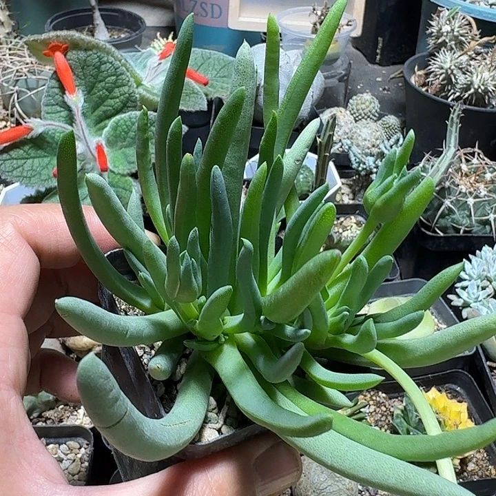 909紫花奔龙带盆发货