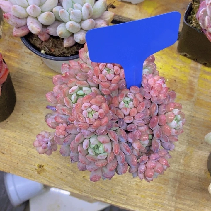 土**子多肉植物，开心多肉