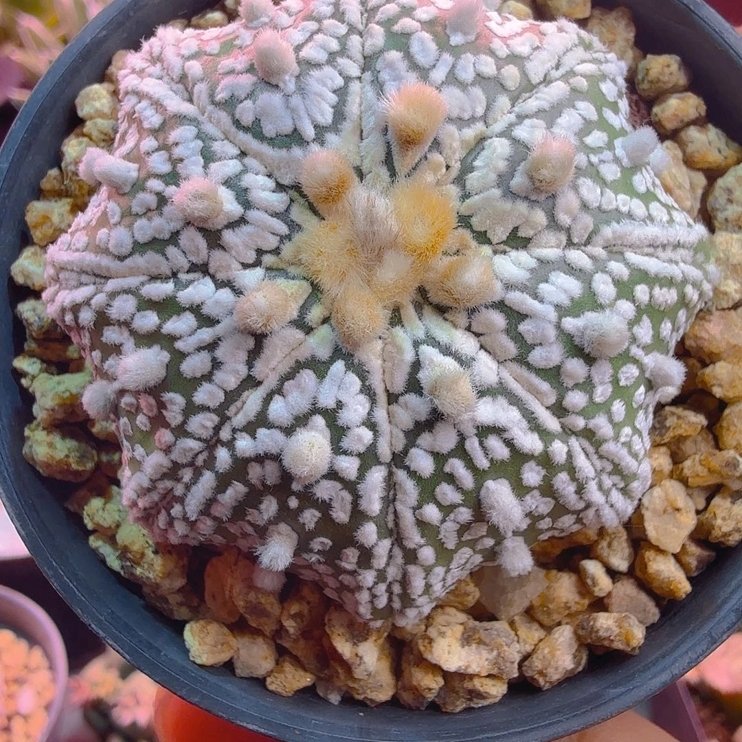 大眼睛奇迹超多肉植物