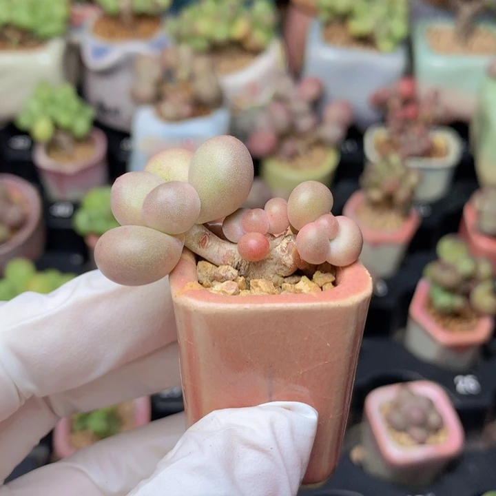 黄金奶酪 3头 木质