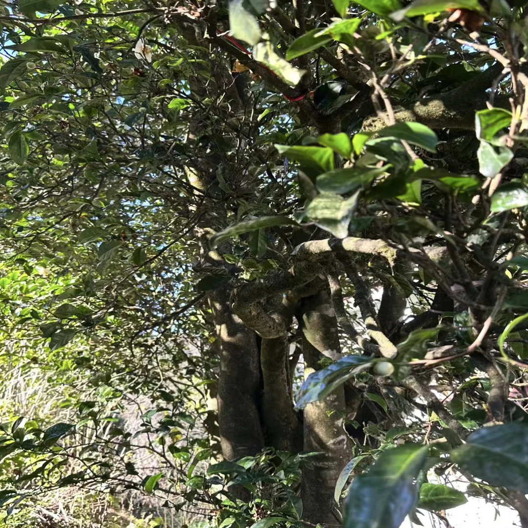 纯古树混采（性价比高）