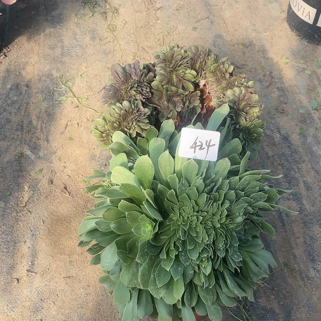 424法师植物组合