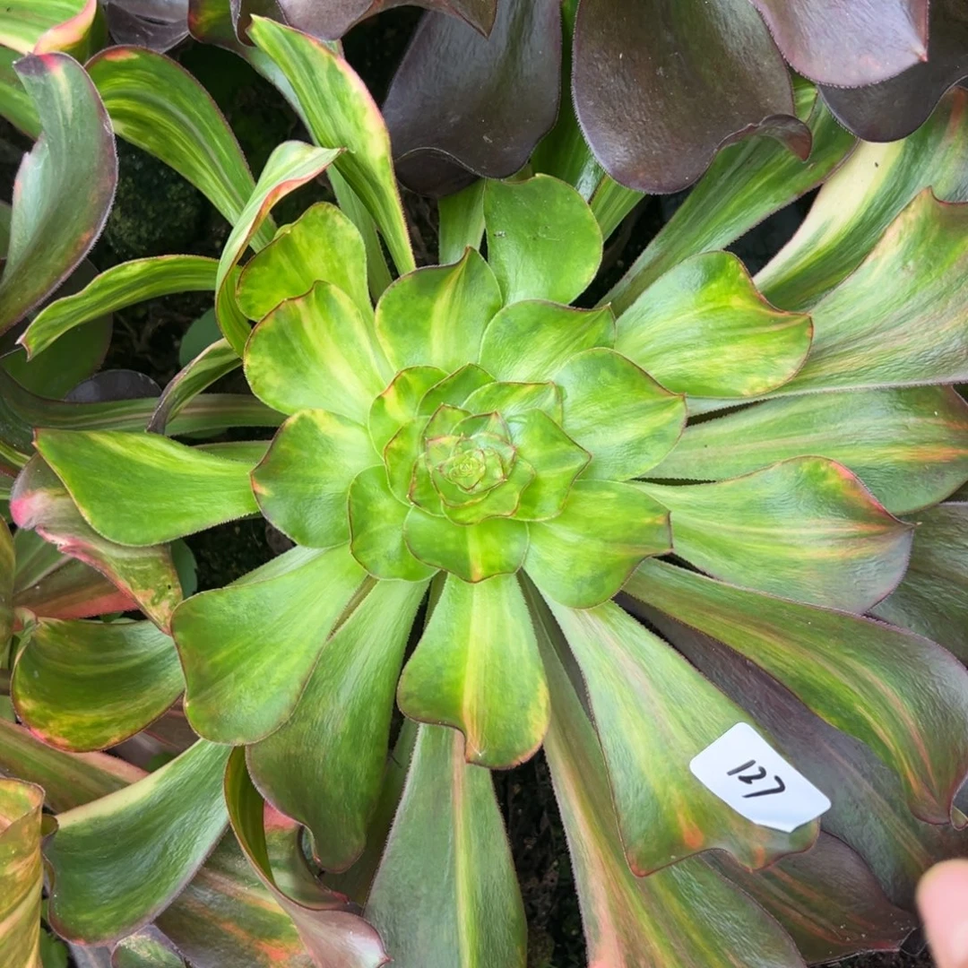 127巫毒七彩多肉椅子