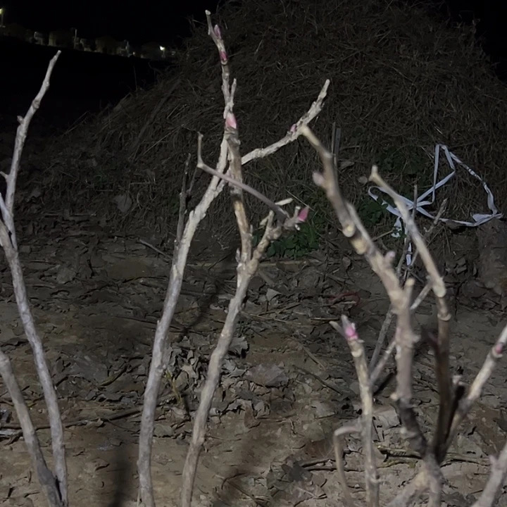 A***霏完全开放赵粉多枝条