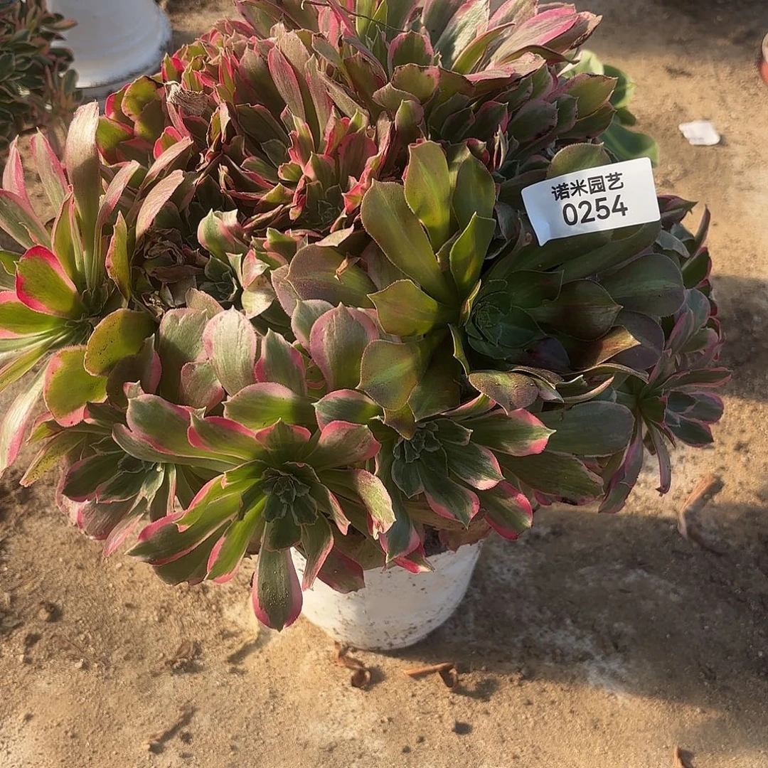 光辉老庄多肉植物254
