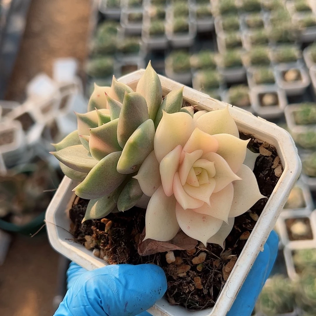 一****"贝加尔湖锦，多肉植物