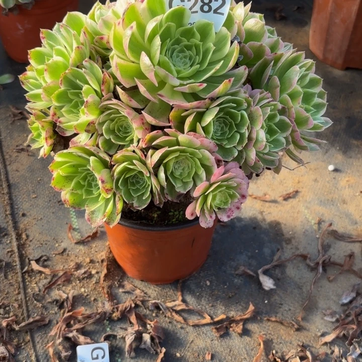 瑞妈多肉园艺282海王