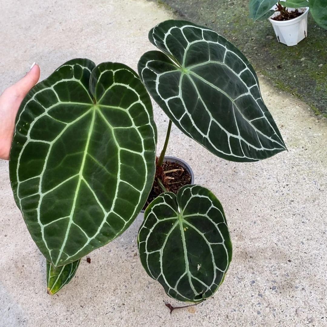 不开花植物哥伦比亚黑水晶