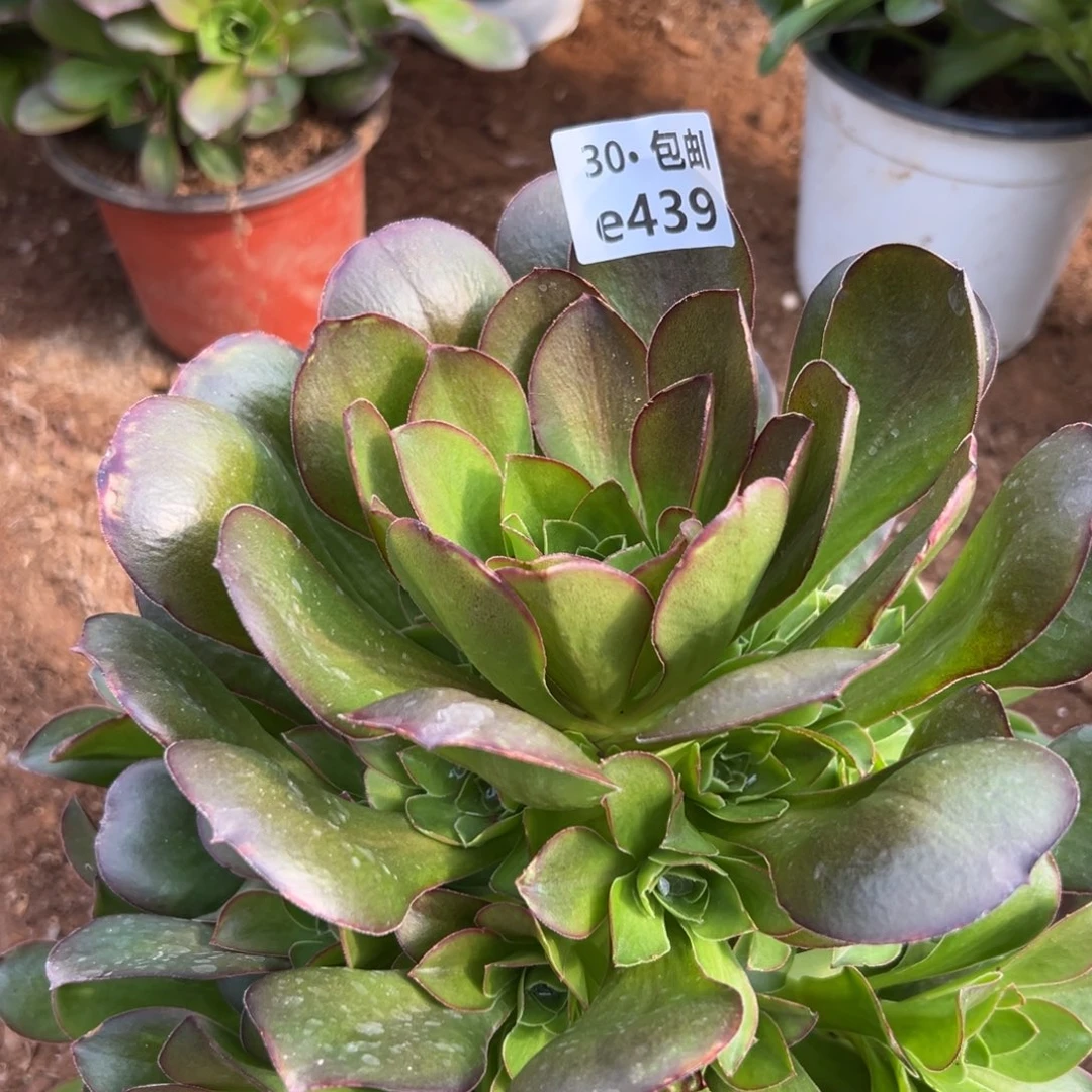 439魅金多肉法师