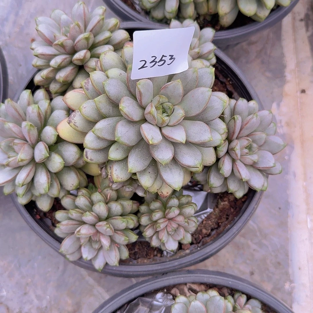 安***之2353葡萄多肉植物