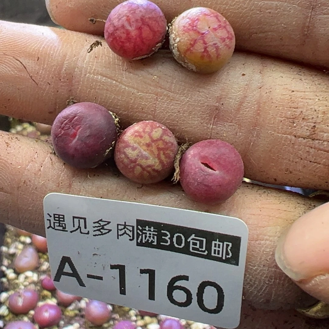 多肉植物1111111111111111