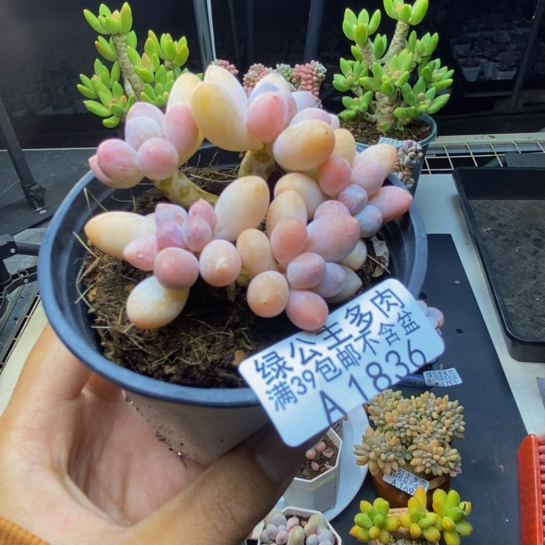 836香水手指奶多肉7c m