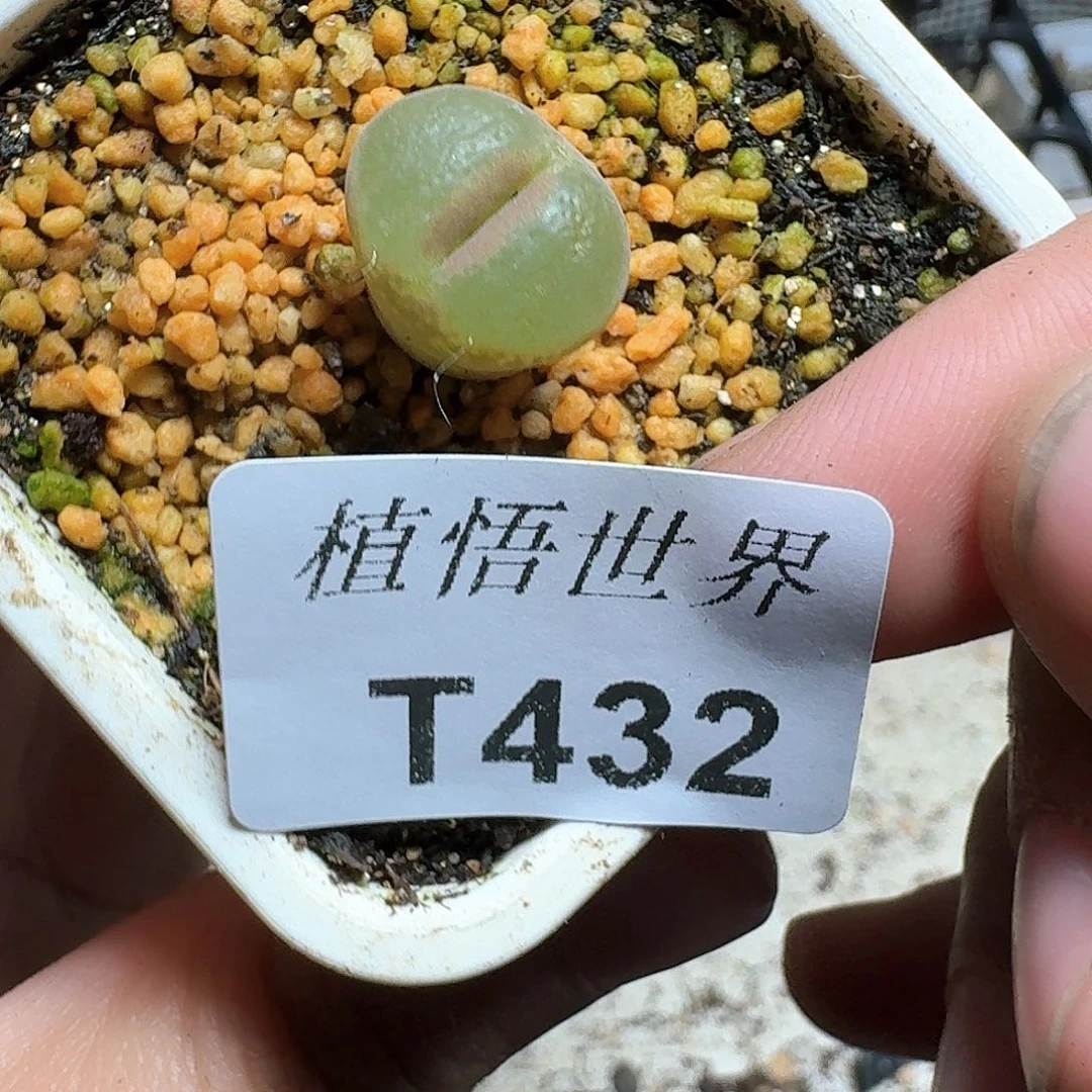 432盒多肉植物哇fv