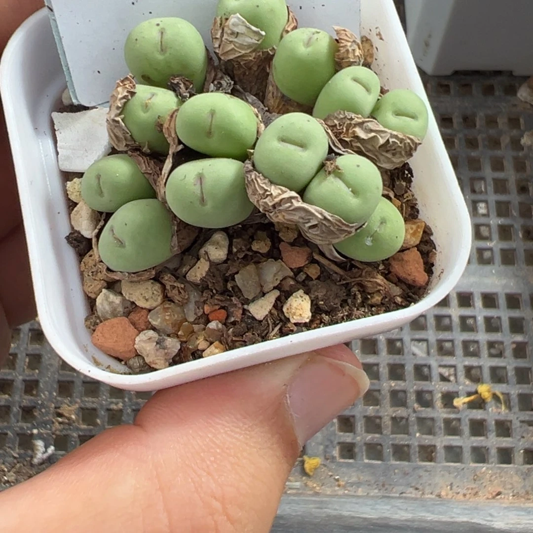 17-95肉锥多肉植物