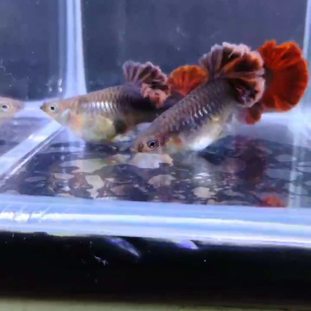 血红孔雀鱼热带鱼小型观赏鱼