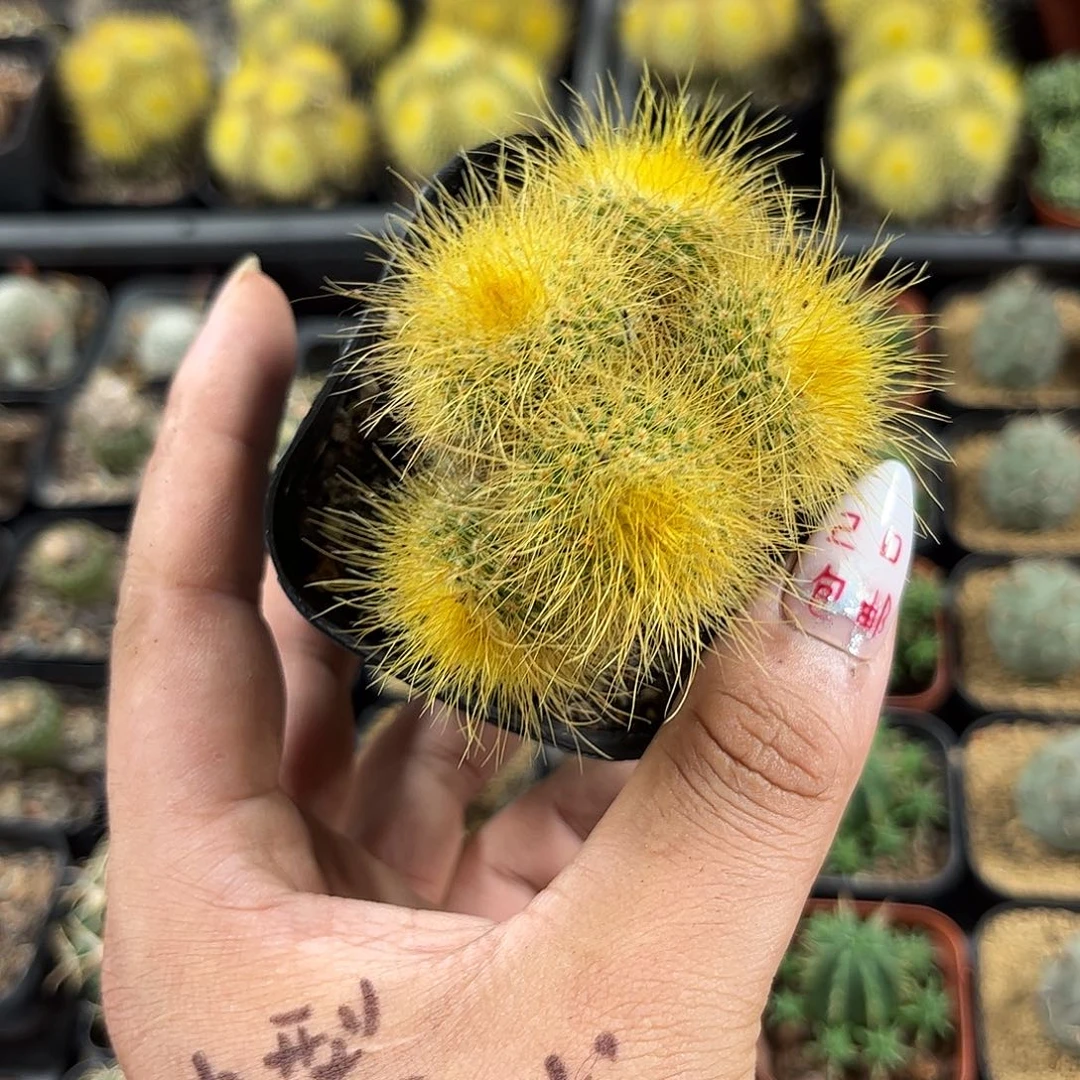 金丝猴群生有根发货