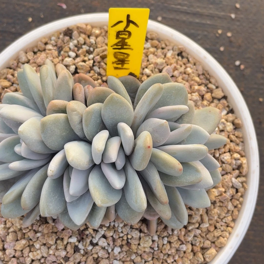 小****望姐姐说要不要出去看看这个