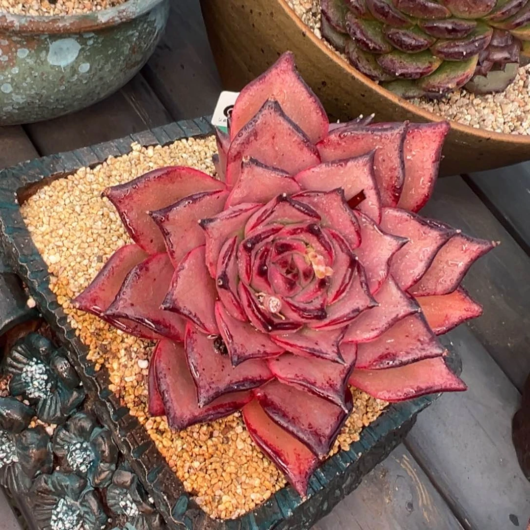 多肉一物一拍0222-190